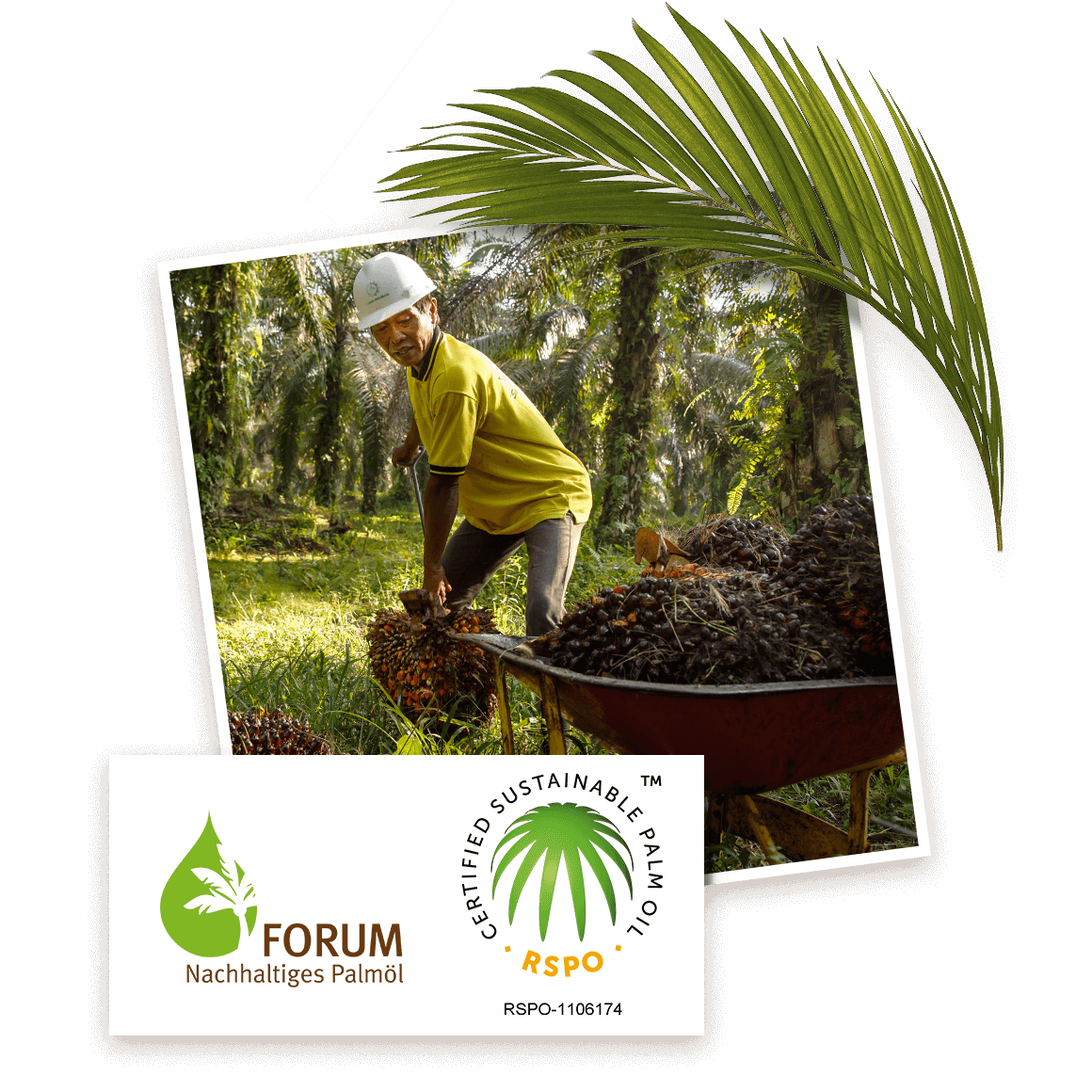 Nachhaltiges Palmöl